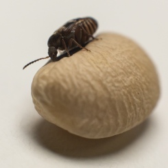 Female Callosobruchus maculatus inspecting a host bean for laying eggs.